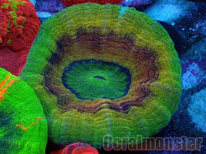 コーラルプラグ　100個　Ｔ型　直径23mm　　コーラルフラッグ　 海水魚　珊瑚 育成　サンゴ プラグ　セラミック　 コーラルプラグ フラグ コーラルフラッグ サンゴ Ｔ型 直径23mm 100個